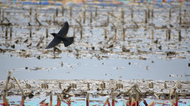 Portage bird (in a flooded cornfield)